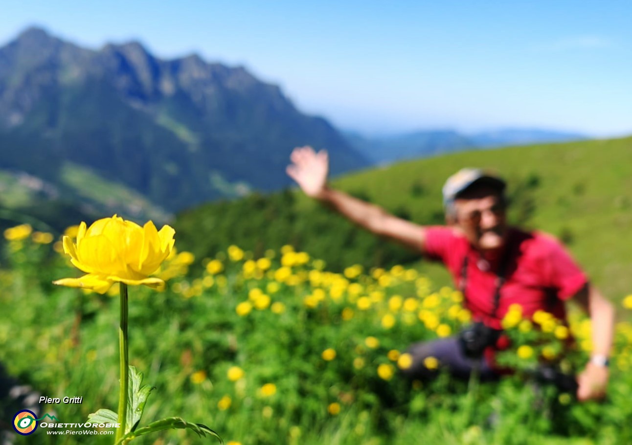 24 Distese fiorite di Trollius europaeus (Botton d'oro) con vista in Alben.jpg